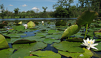 Lake in temperate ecoregion