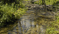 River in temperate ecoregion