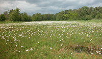 Wetlands in temperate ecoregion