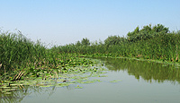 Wetlands in temperate ecoregion