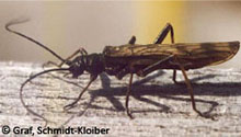 Plecoptera (stoneflies)